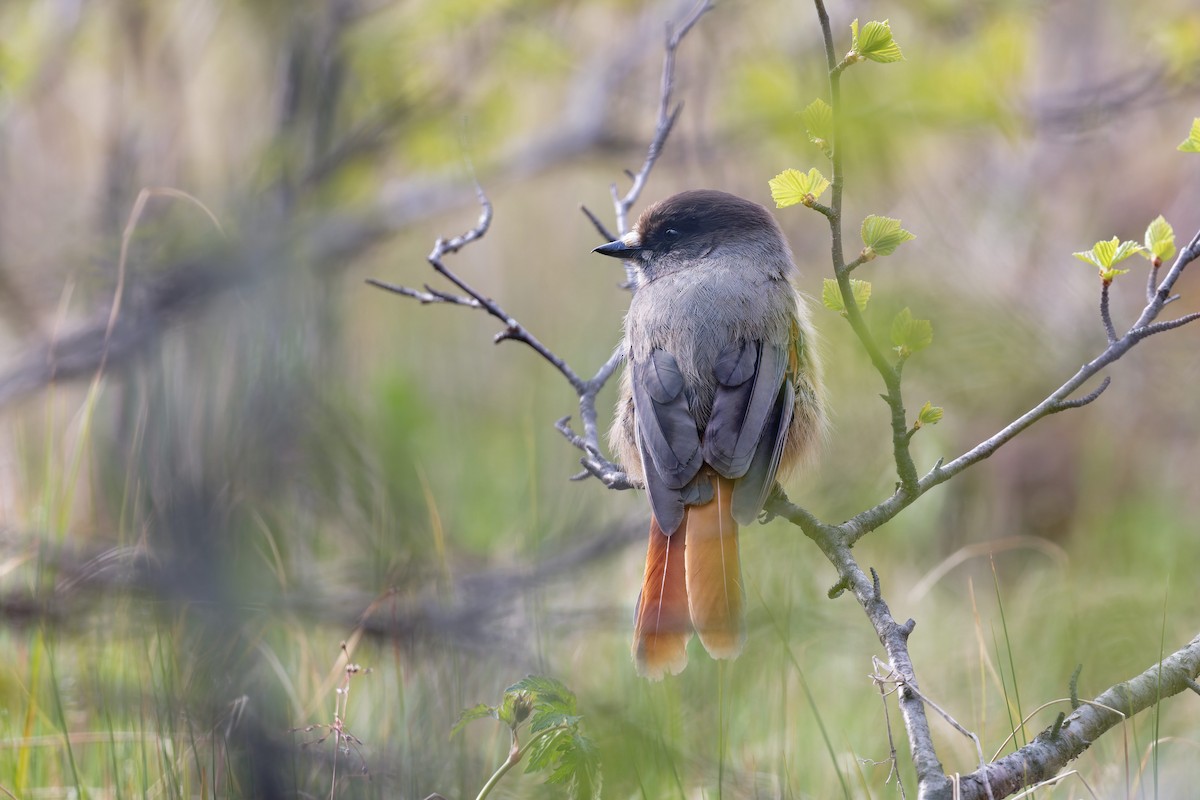 Siberian Jay - ML646506507