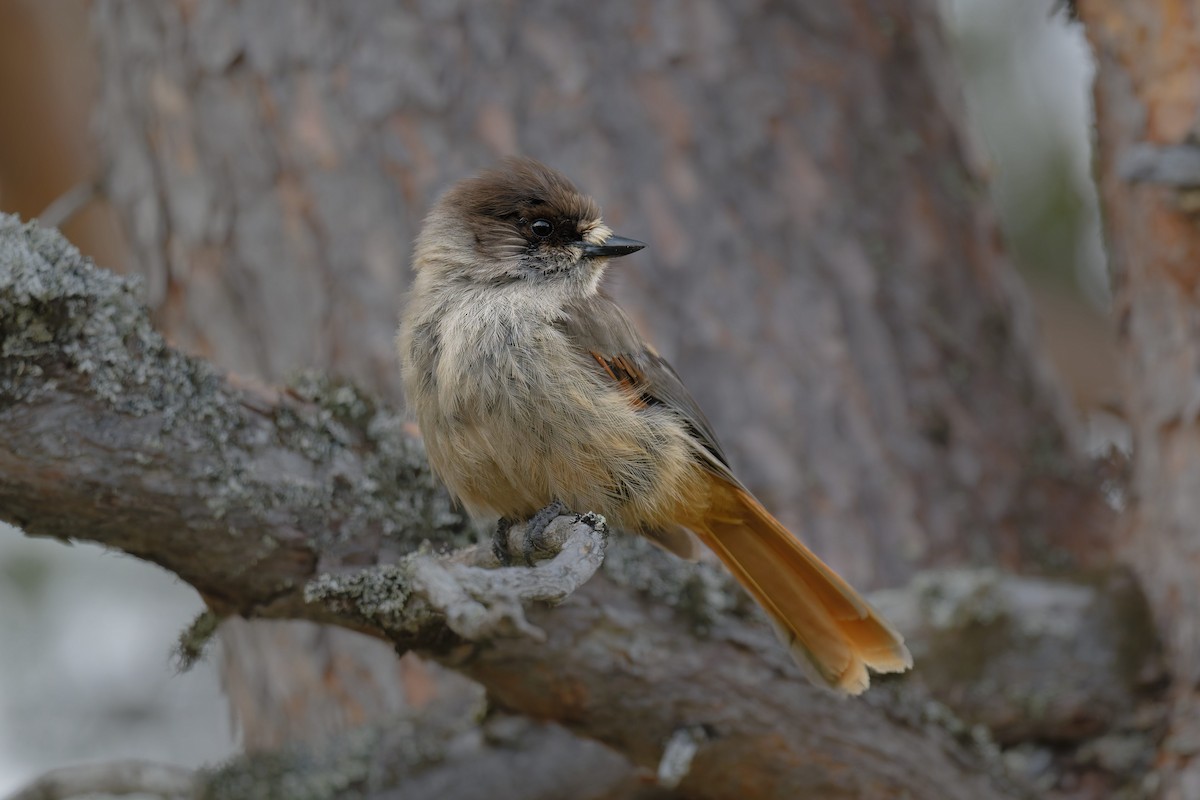 Siberian Jay - ML646506508