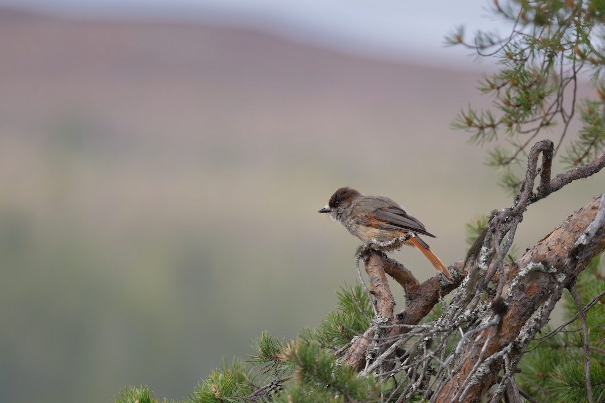 Siberian Jay - ML646506511