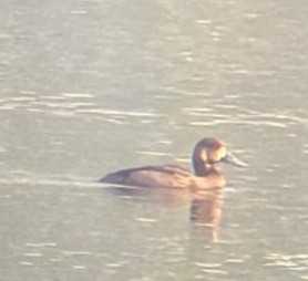 Greater Scaup - ML646506515