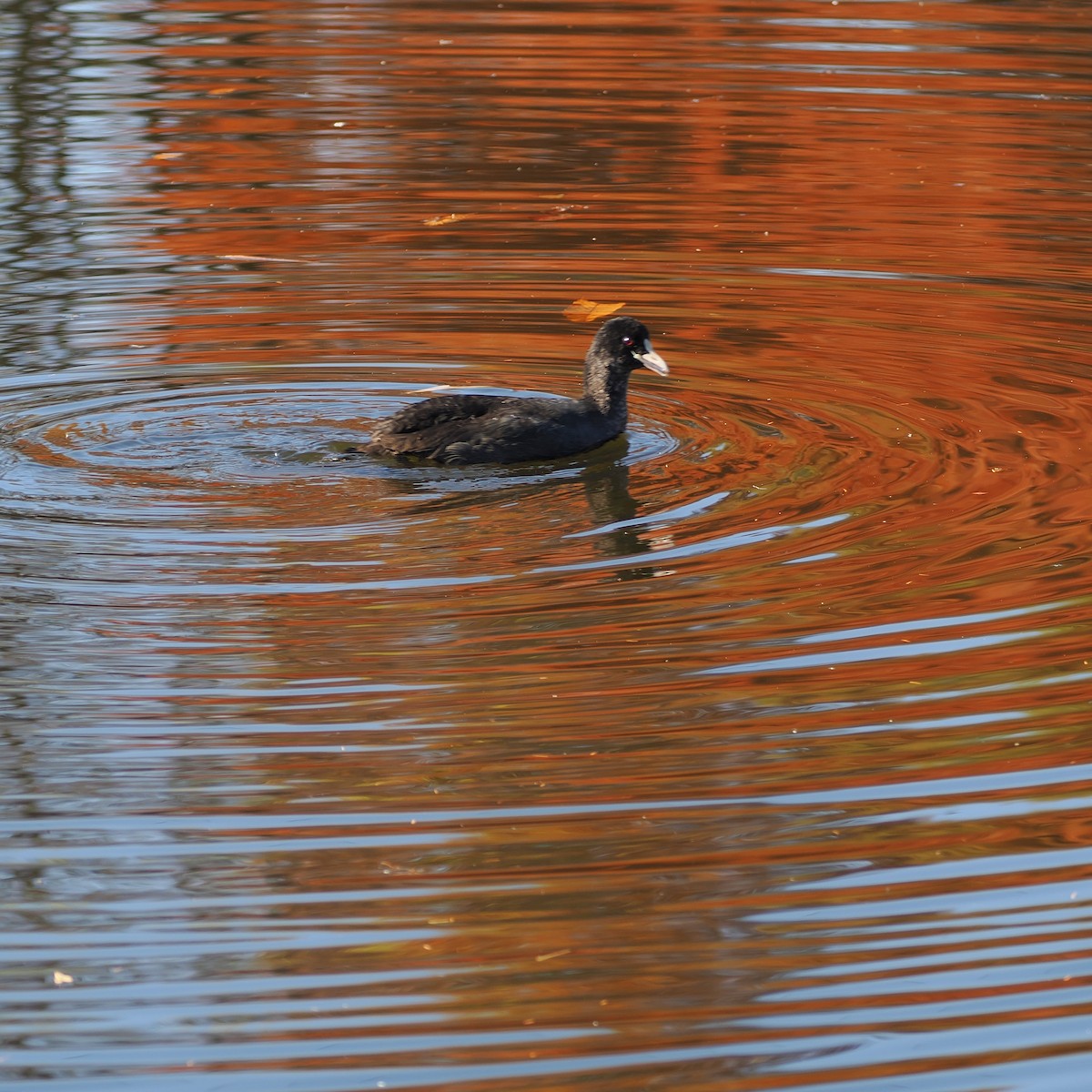Eurasian Coot - ML646506517
