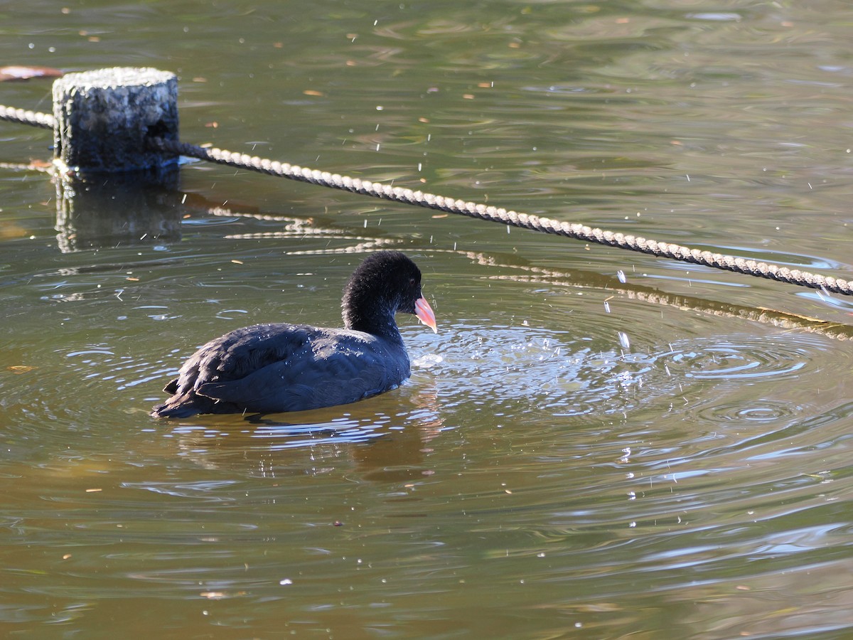 Eurasian Coot - ML646506518