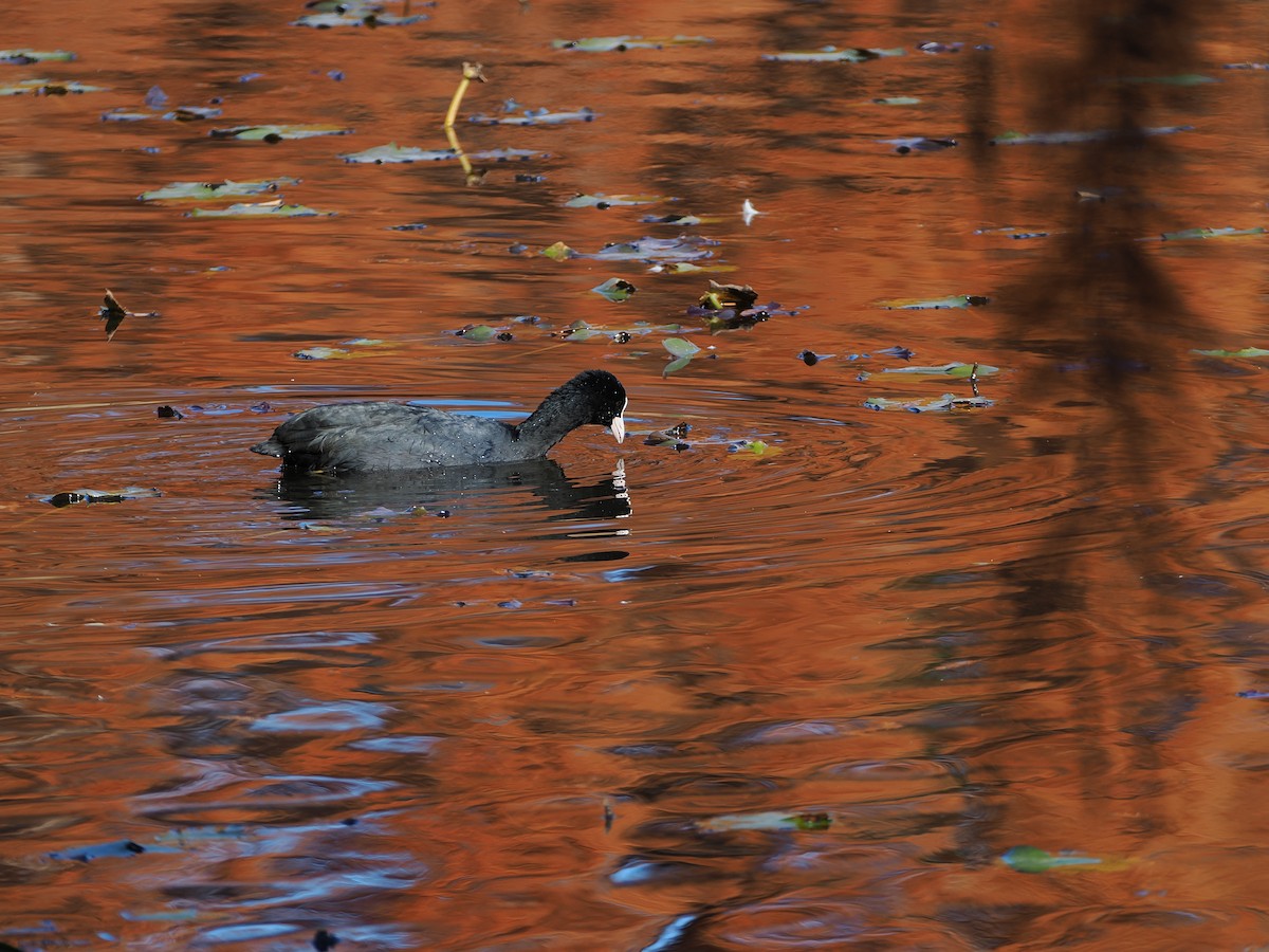 Eurasian Coot - ML646506519