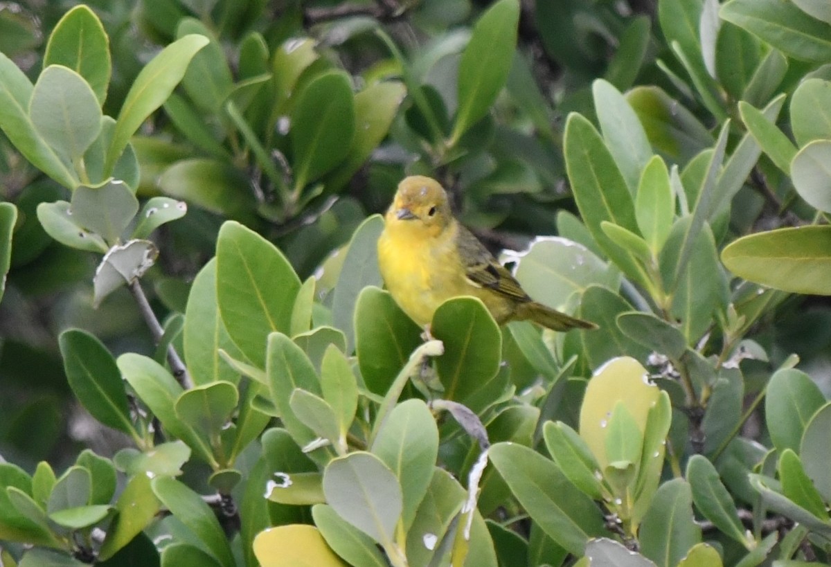 Mangrove Yellow Warbler - ML646506520