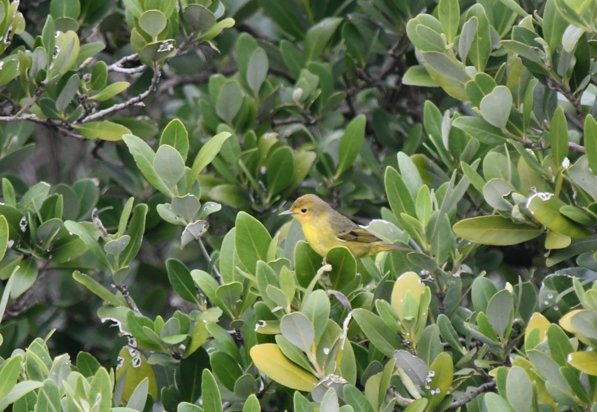 Mangrove Yellow Warbler - ML646506522