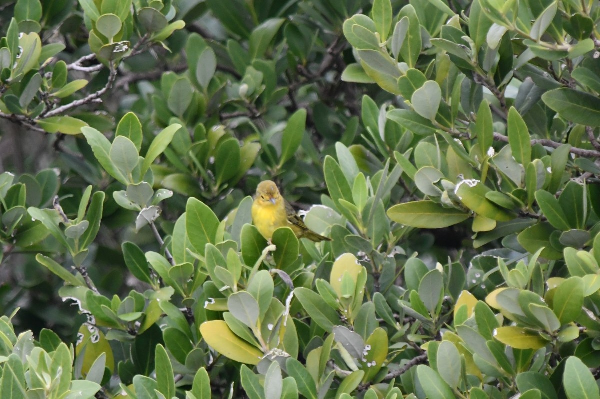 Mangrove Yellow Warbler - ML646506523