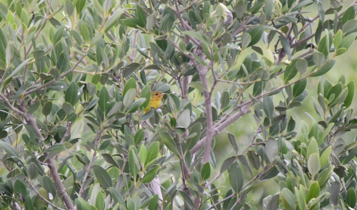 Mangrove Yellow Warbler - ML646506524
