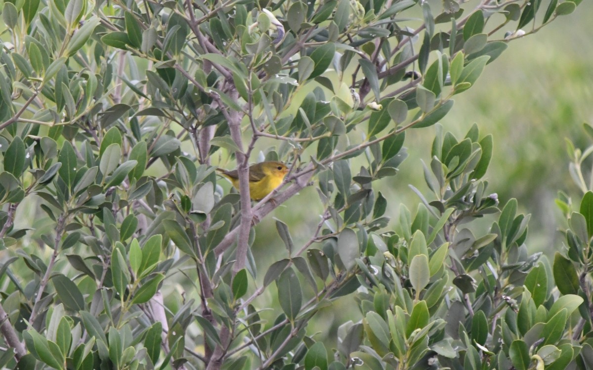 Mangrove Yellow Warbler - ML646506525