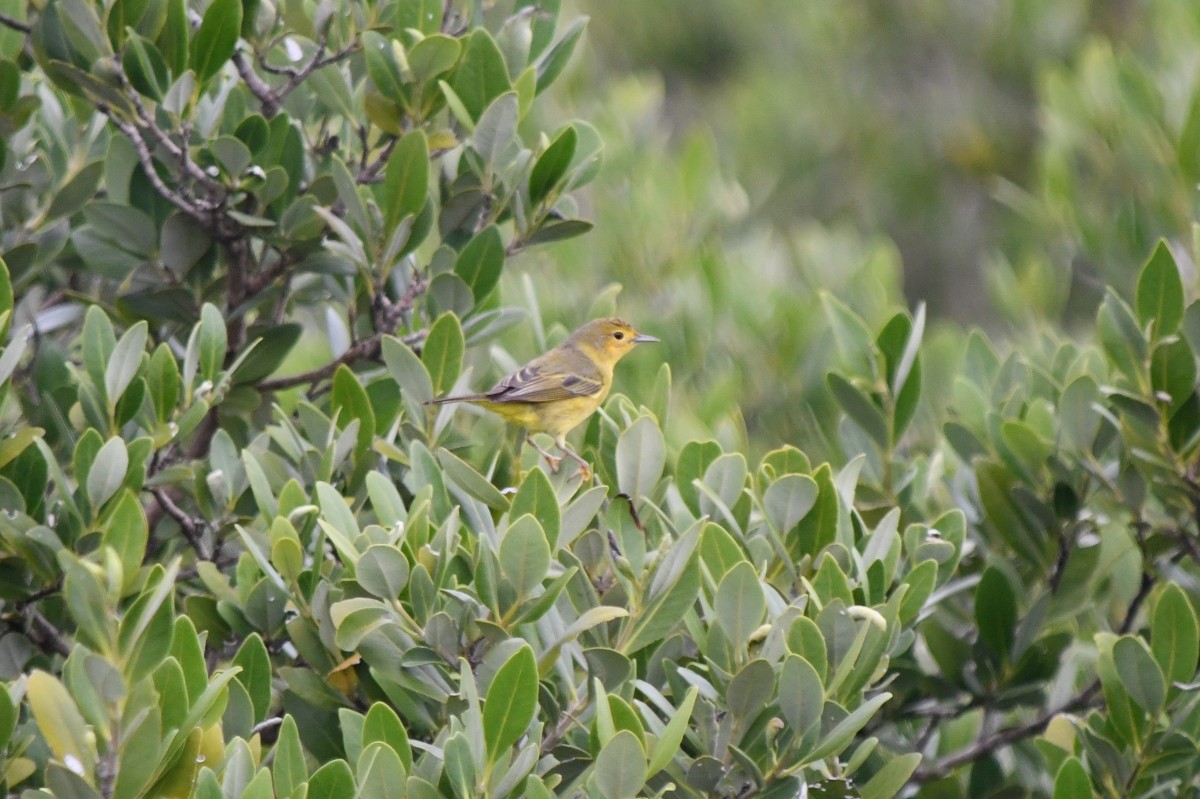 Mangrove Yellow Warbler - ML646506526