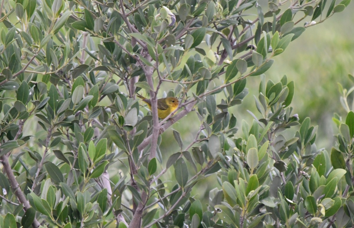 Mangrove Yellow Warbler - ML646506527