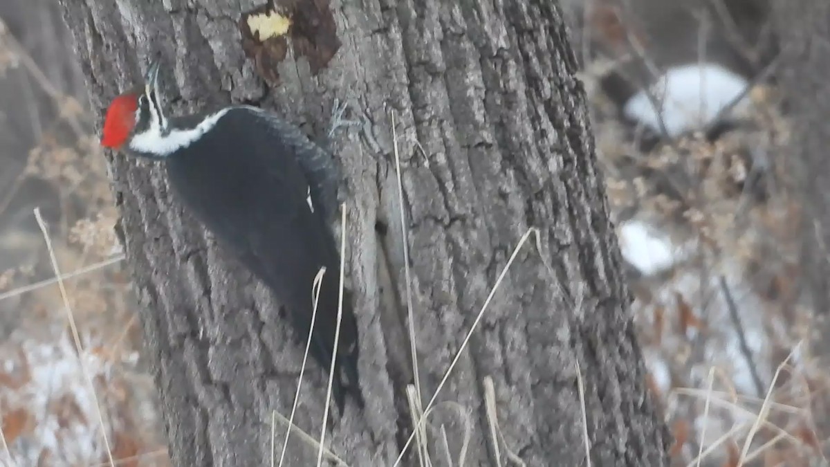 Жовна північна - ML646506528