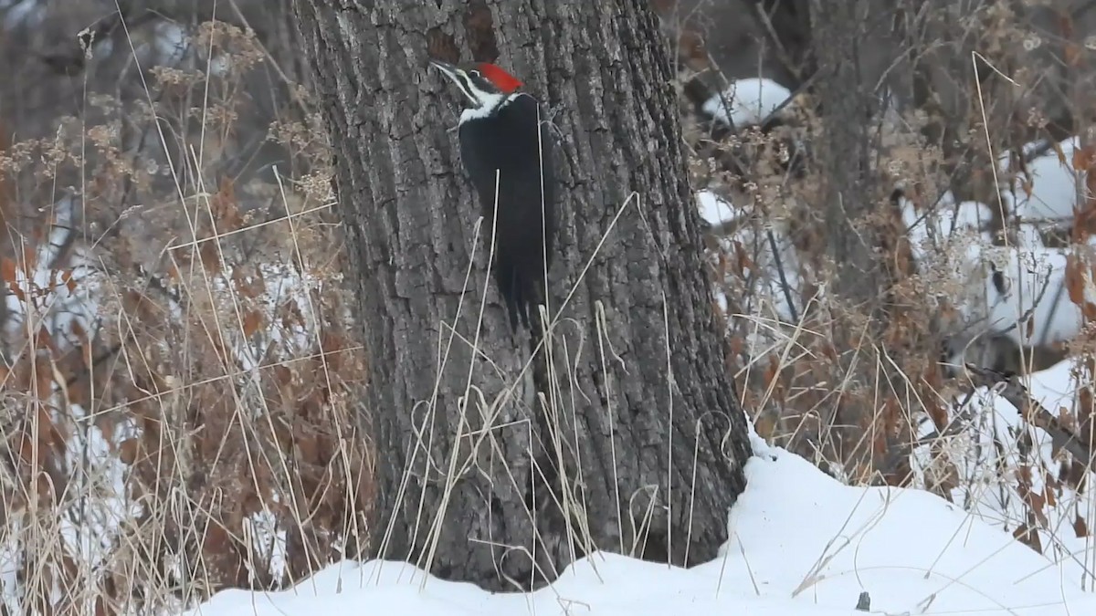 Жовна північна - ML646506529
