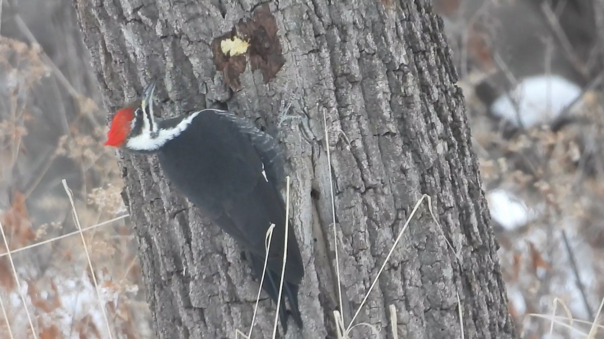 Жовна північна - ML646506530