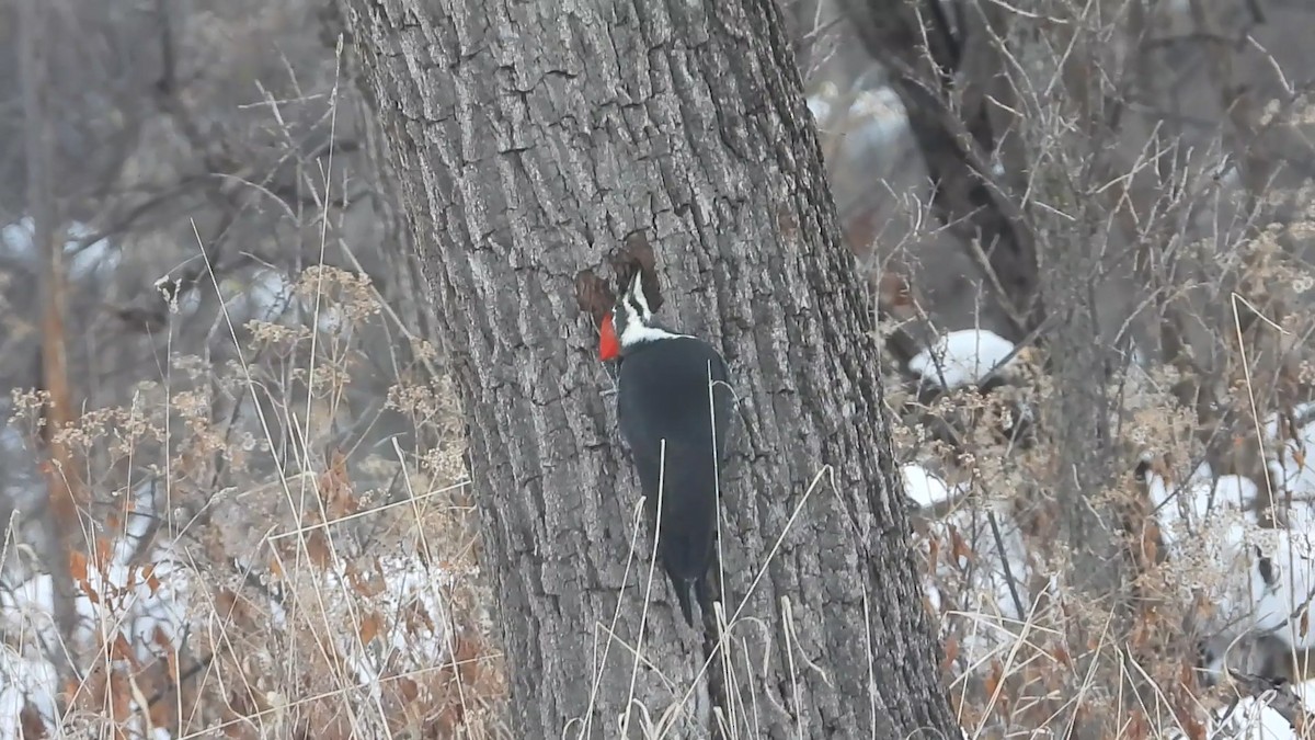 Жовна північна - ML646506531