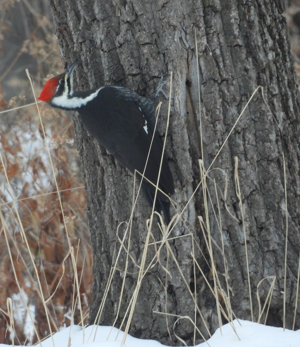 Жовна північна - ML646506532