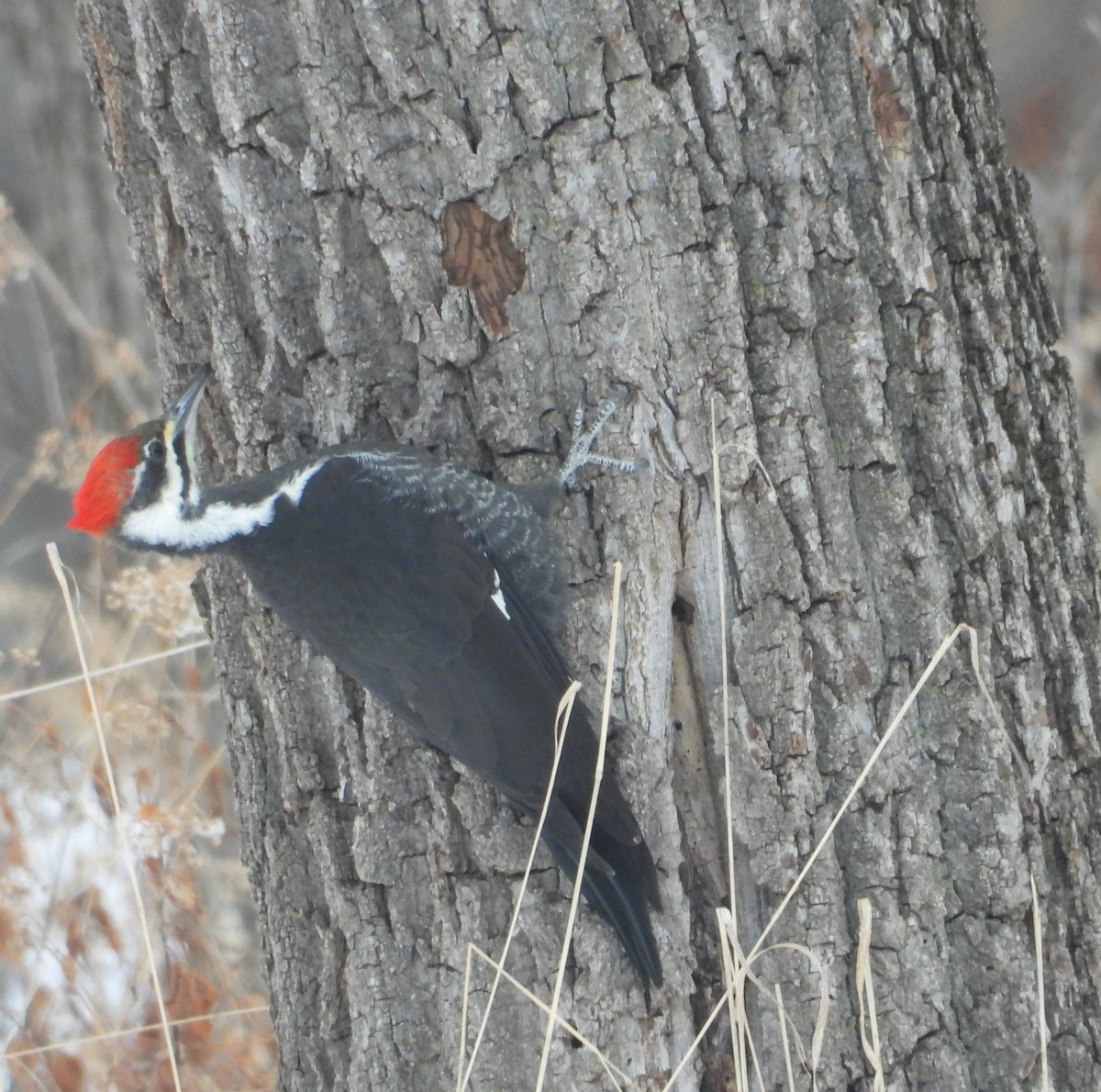 Жовна північна - ML646506533