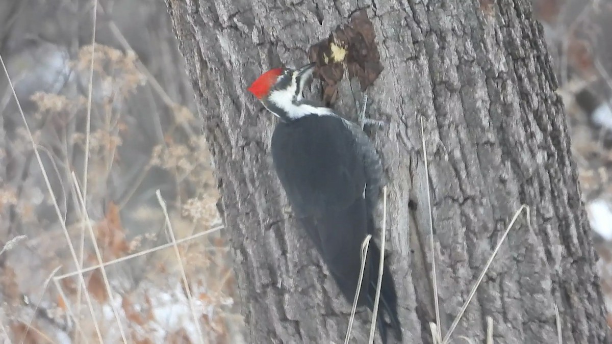 Жовна північна - ML646506534
