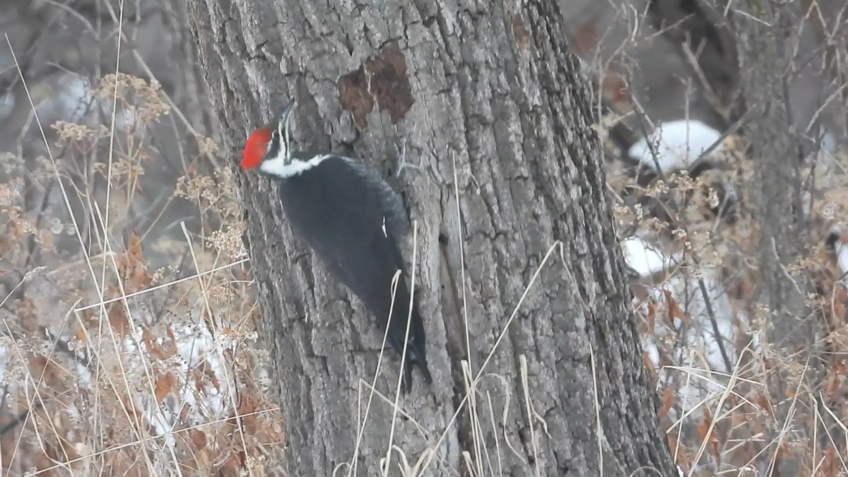 Жовна північна - ML646506535