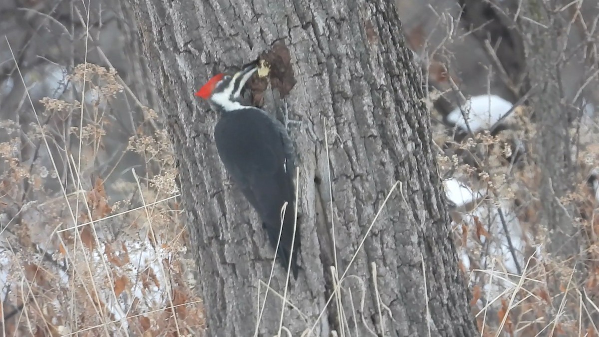 Жовна північна - ML646506536