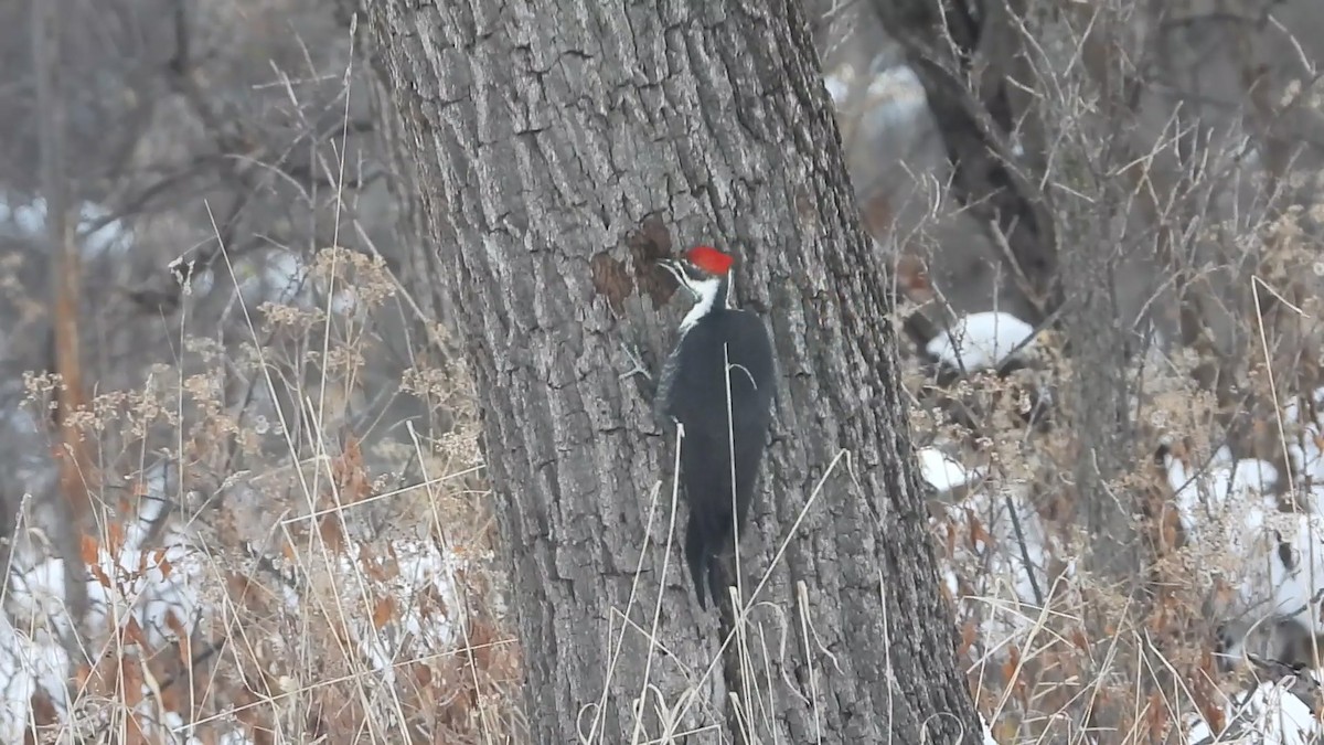 Жовна північна - ML646506537