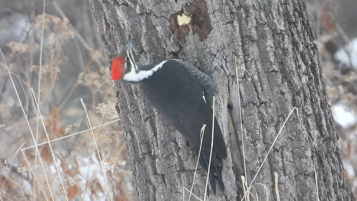 Жовна північна - ML646506538