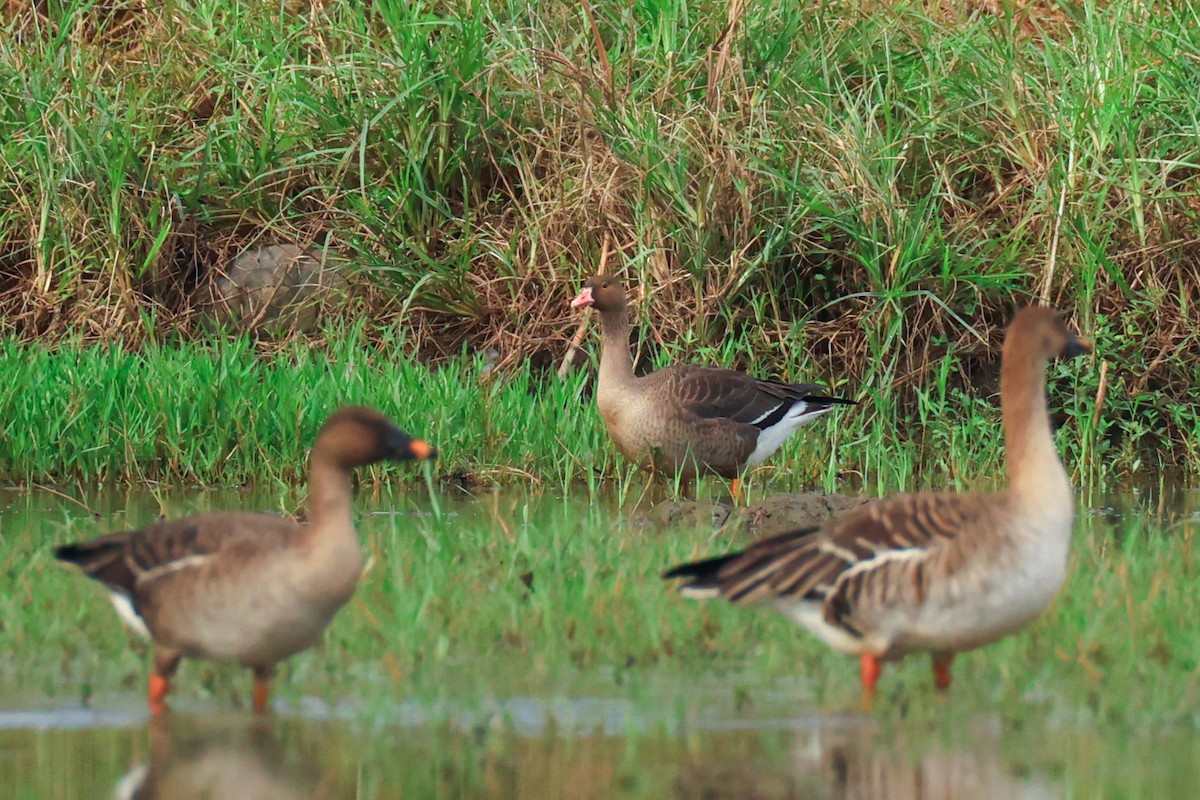 אווז קטן - ML646506539