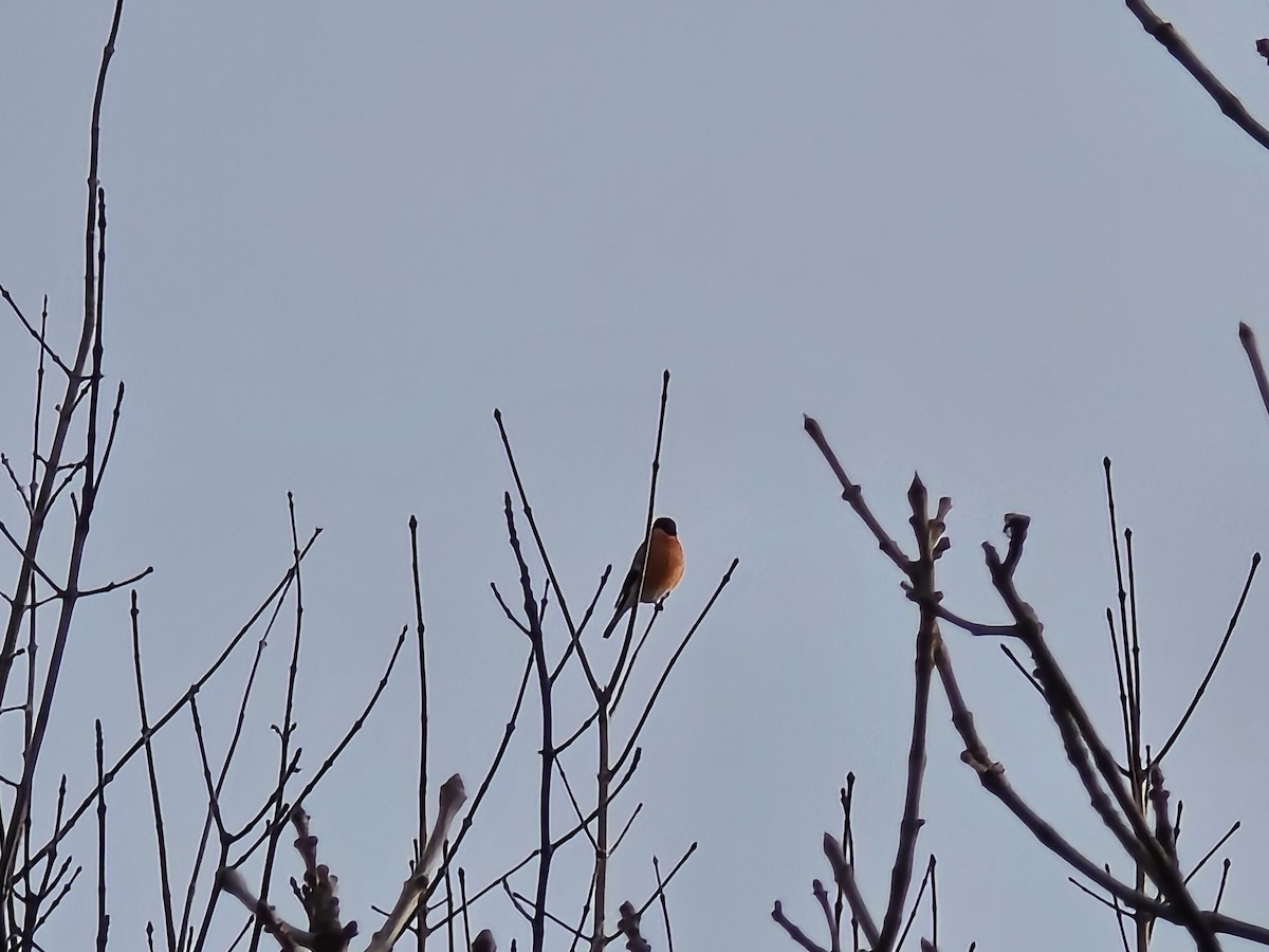 Bouvreuil pivoine (groupe pyrrhula) - ML646506541