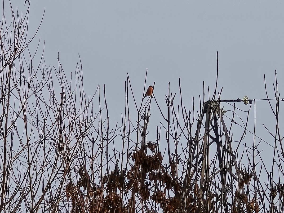 Bouvreuil pivoine (groupe pyrrhula) - ML646506542