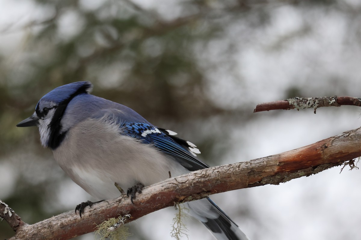 Сизойка блакитна - ML646506548