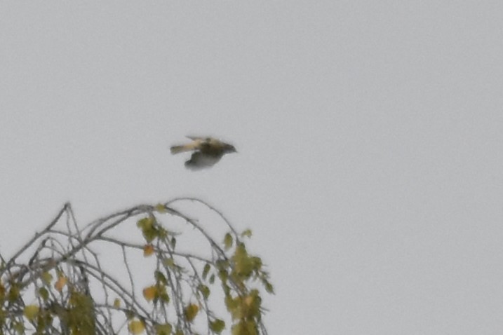 Common Redstart - ML646506549