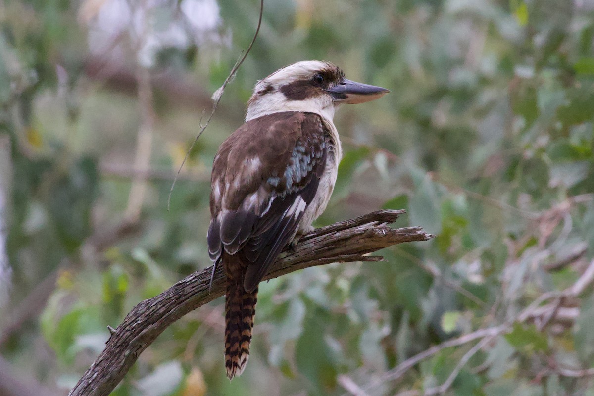 Кукабара велика - ML646506553