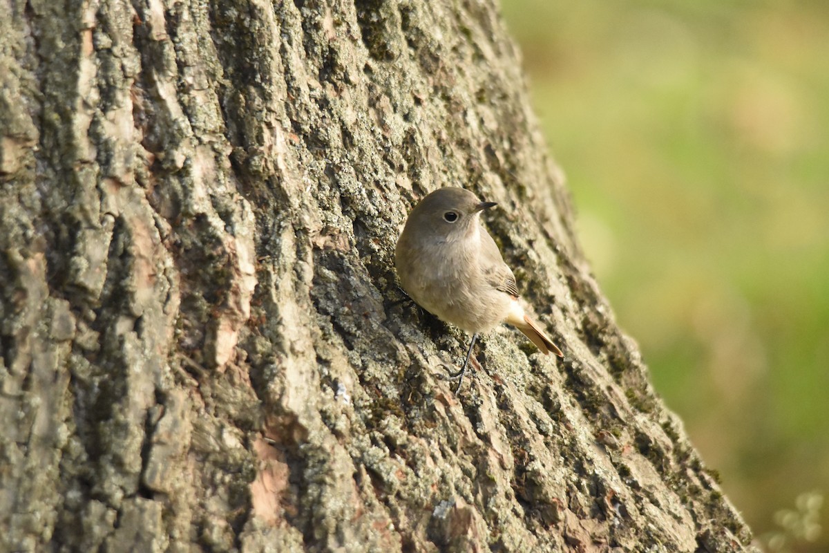 Горихвістка чорна - ML646506554