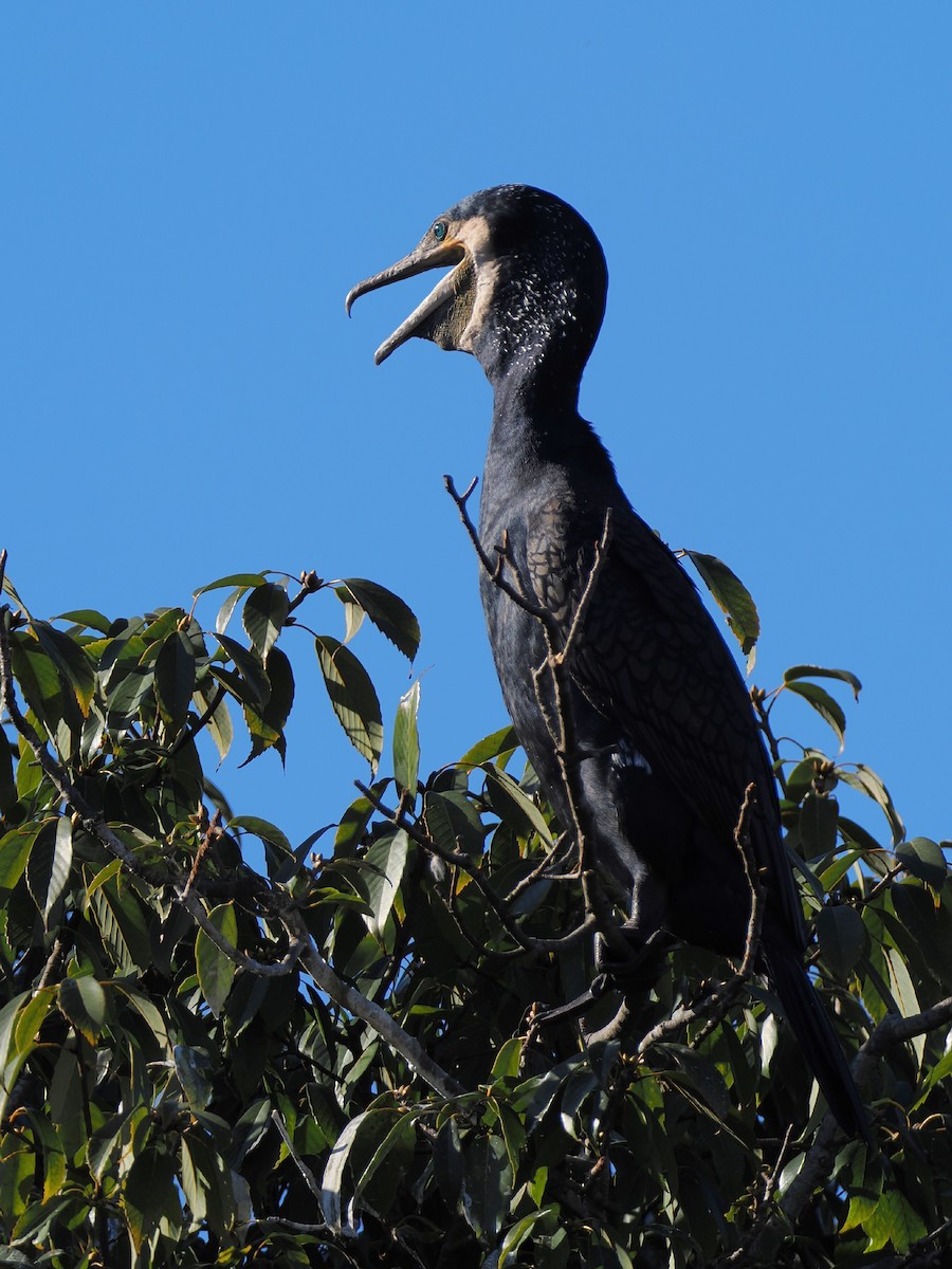 Баклан великий - ML646506556