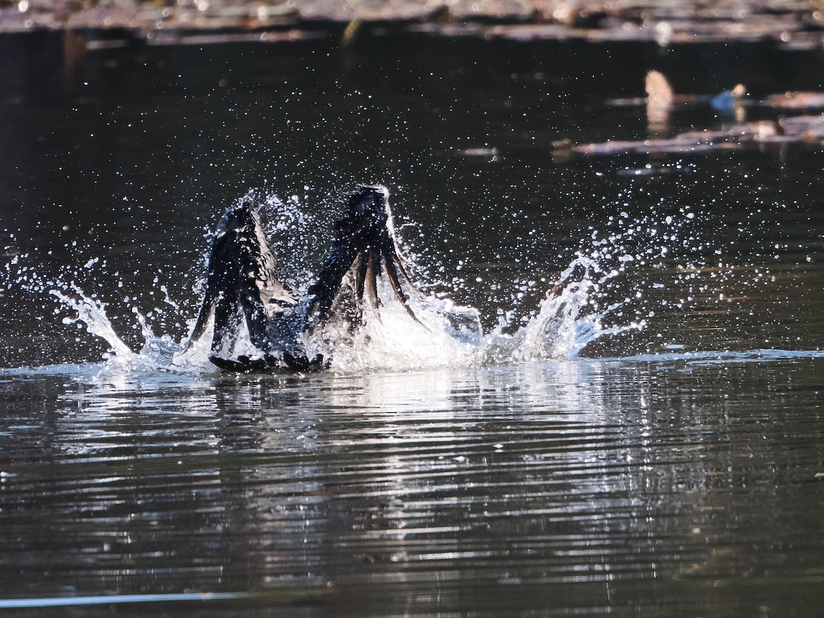 Баклан великий - ML646506557