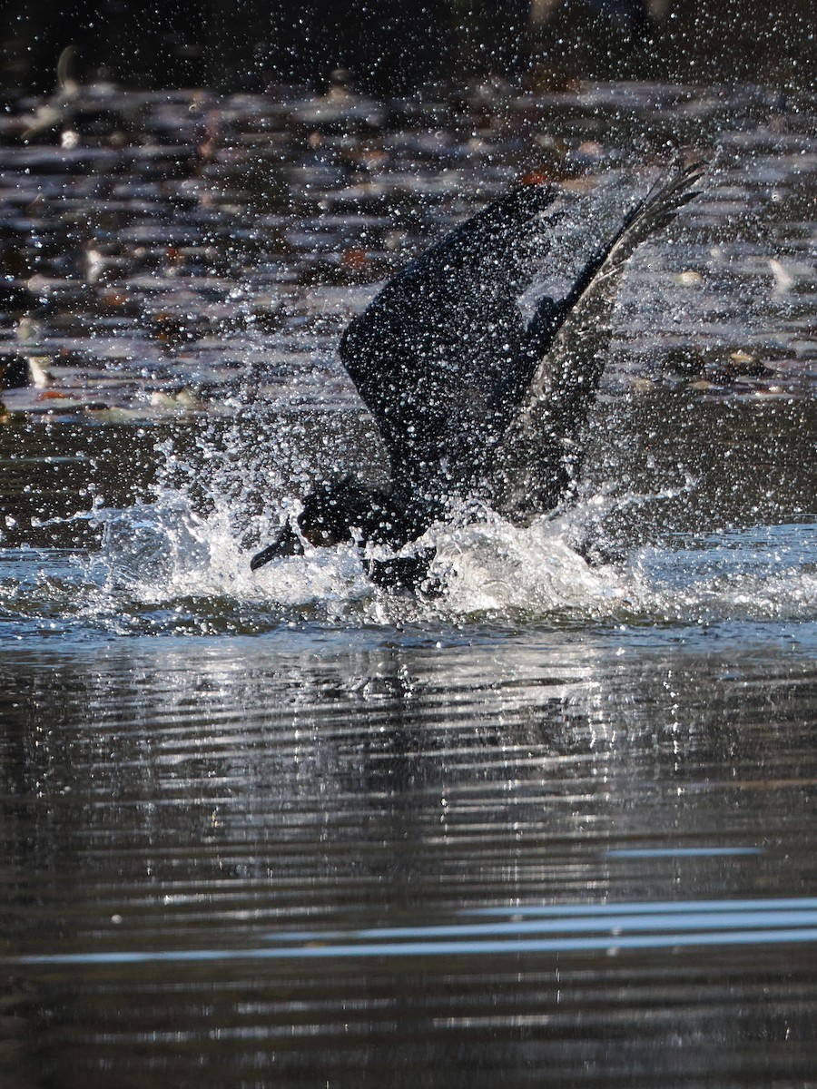 Баклан великий - ML646506558