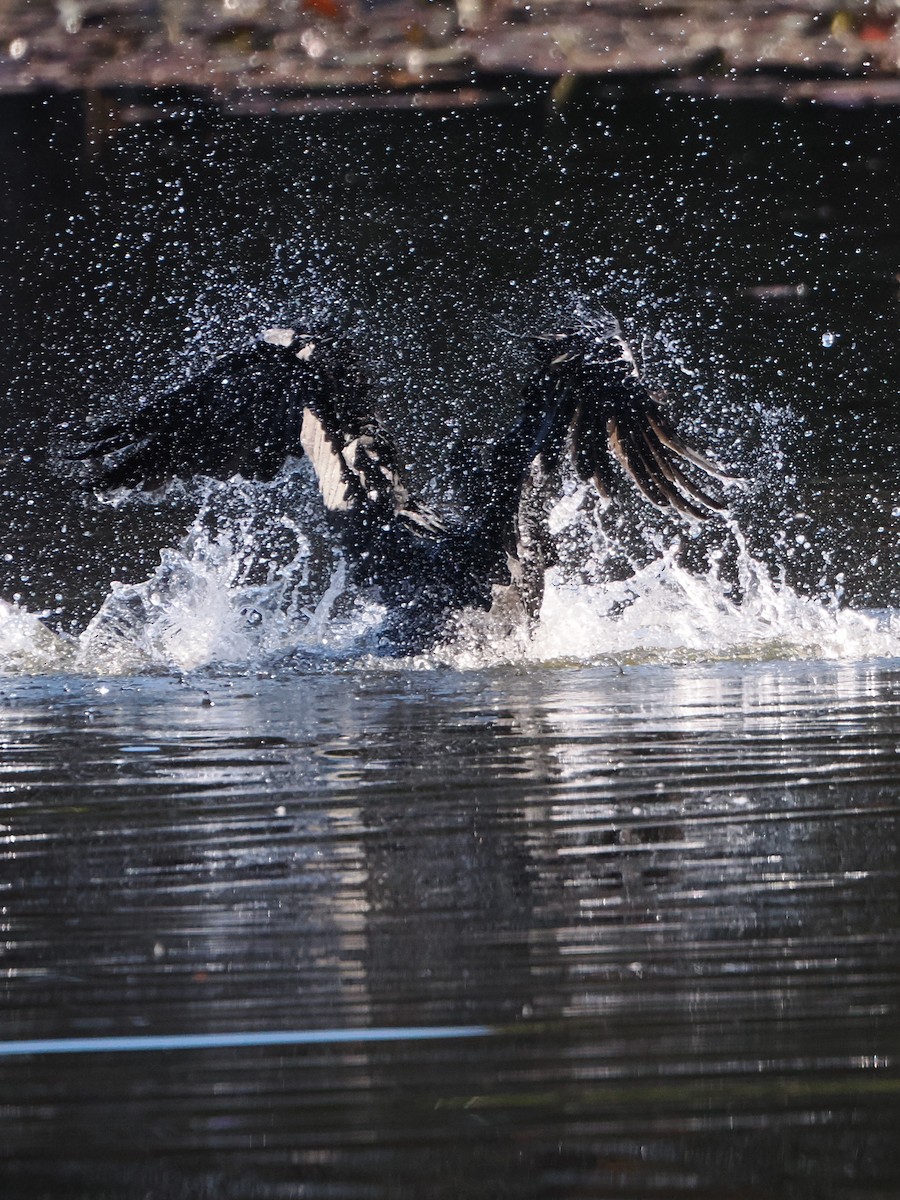 Баклан великий - ML646506559