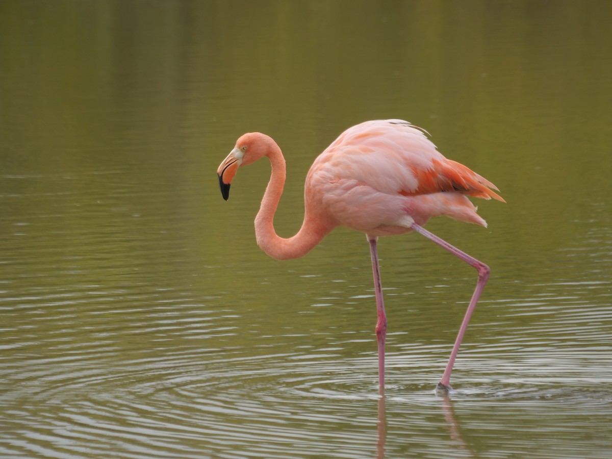 Фламінго червоний - ML646506560