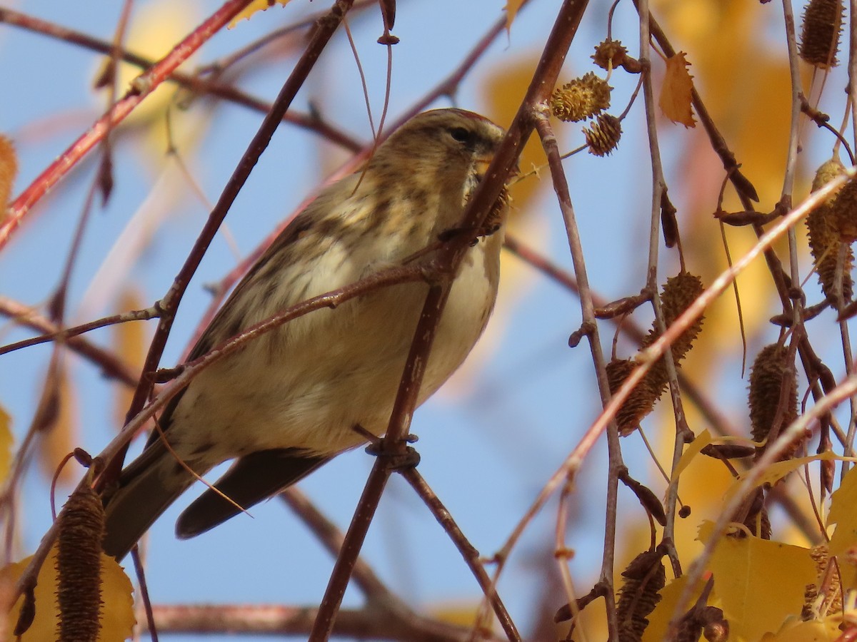 Redpoll - ML646506561