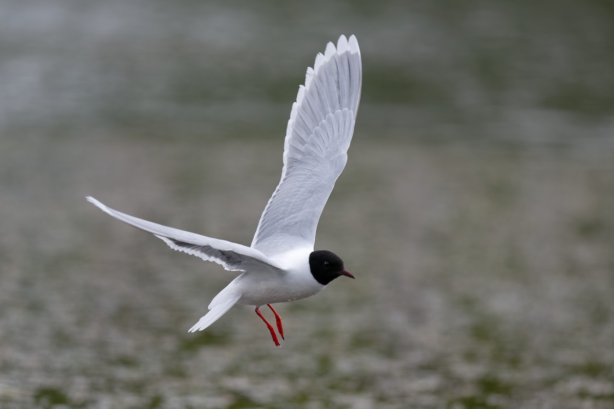 Little Gull - ML646506562
