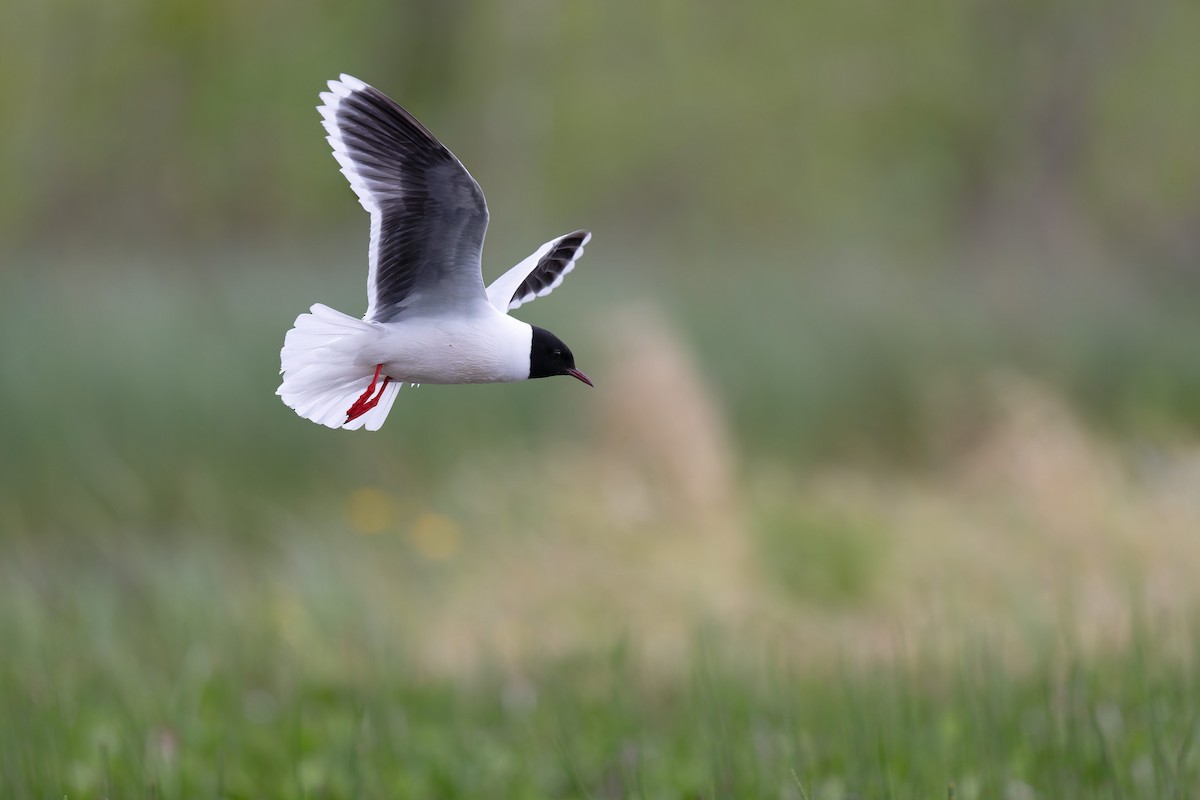 Little Gull - ML646506563