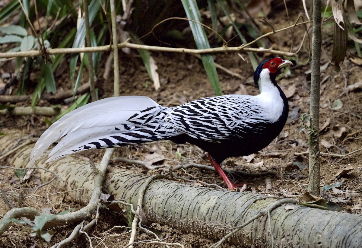 Лофур сріблястий - ML646506564