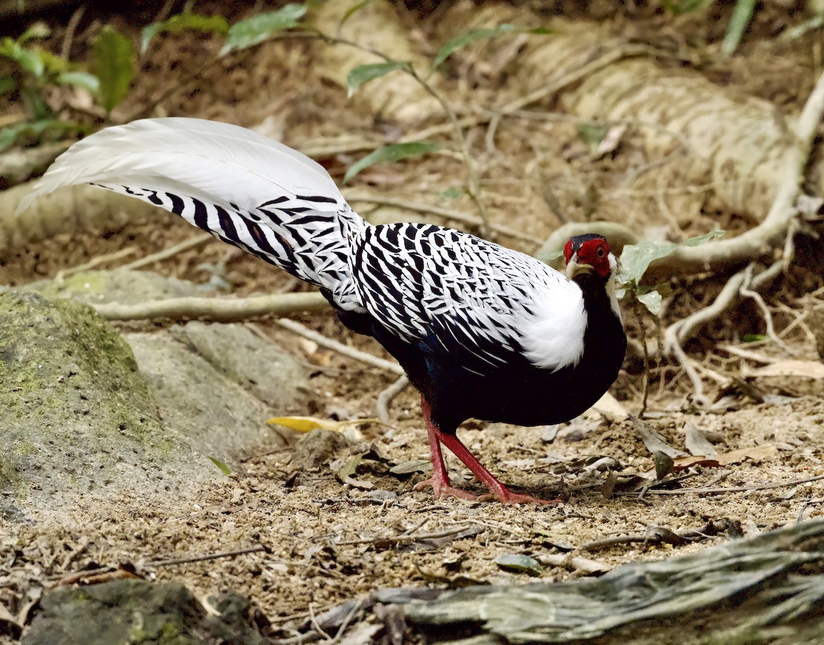 Лофур сріблястий - ML646506565