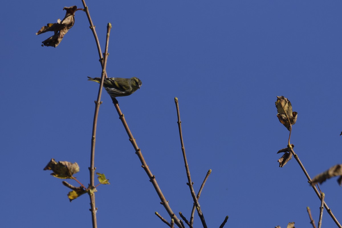 Чиж лісовий - ML646506568