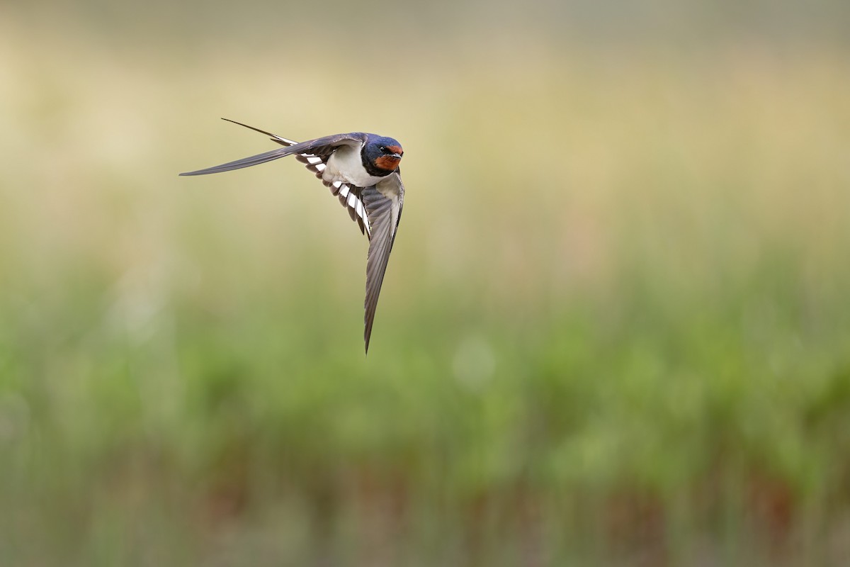 Barn Swallow - ML646506569