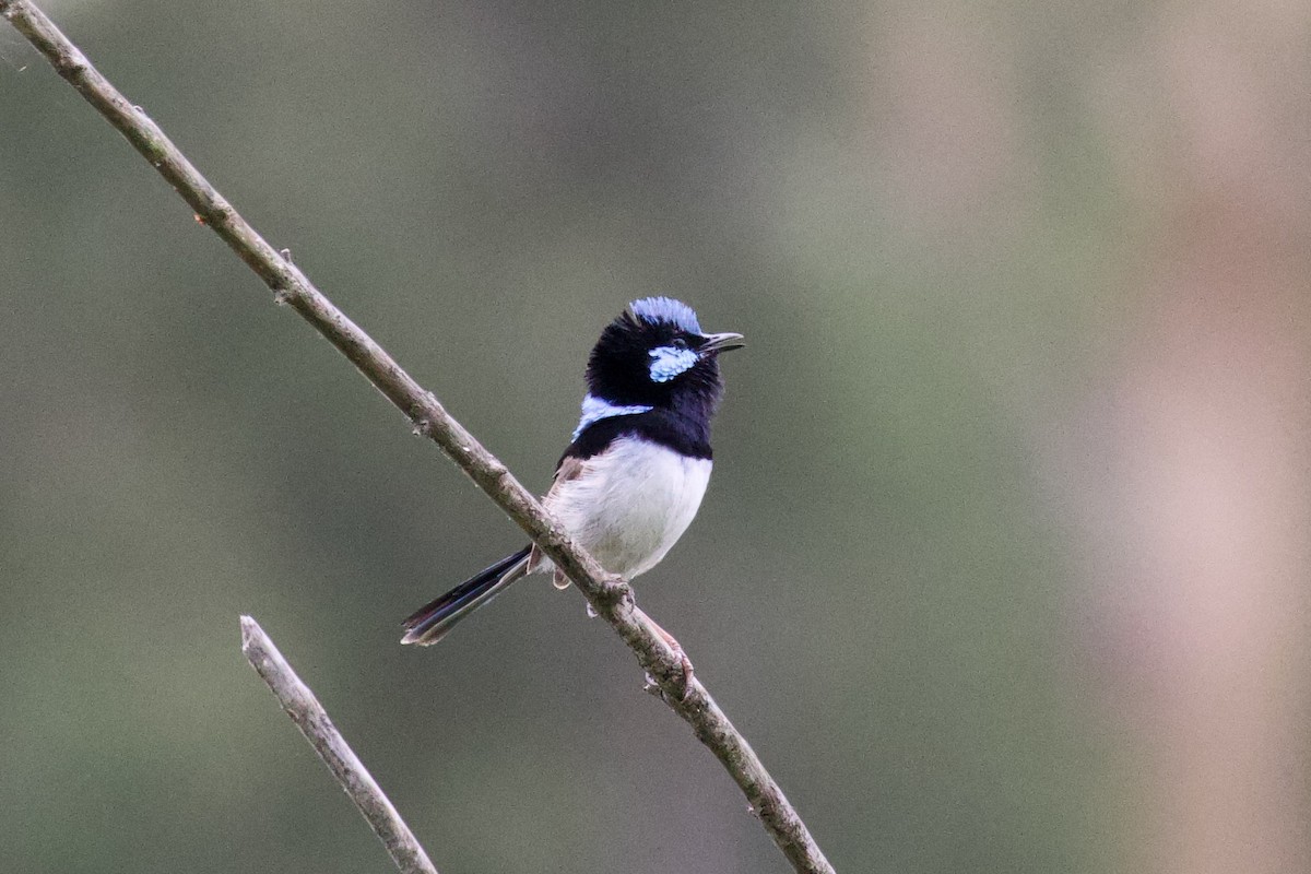 Малюр сапфіровий - ML646506570