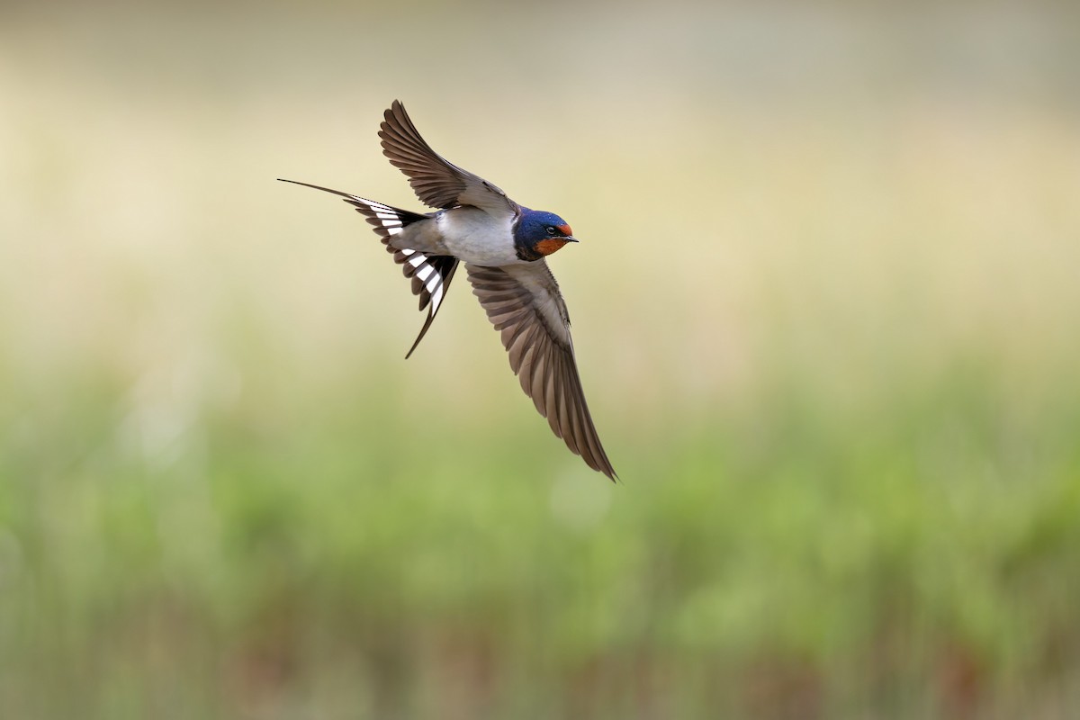 Barn Swallow - ML646506571