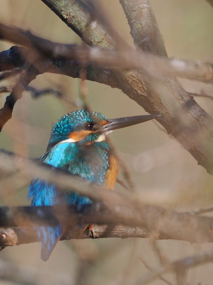 Рибалочка блакитний - ML646506573