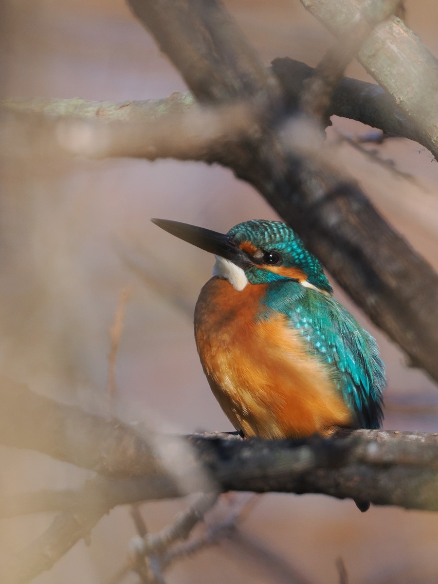 Рибалочка блакитний - ML646506574