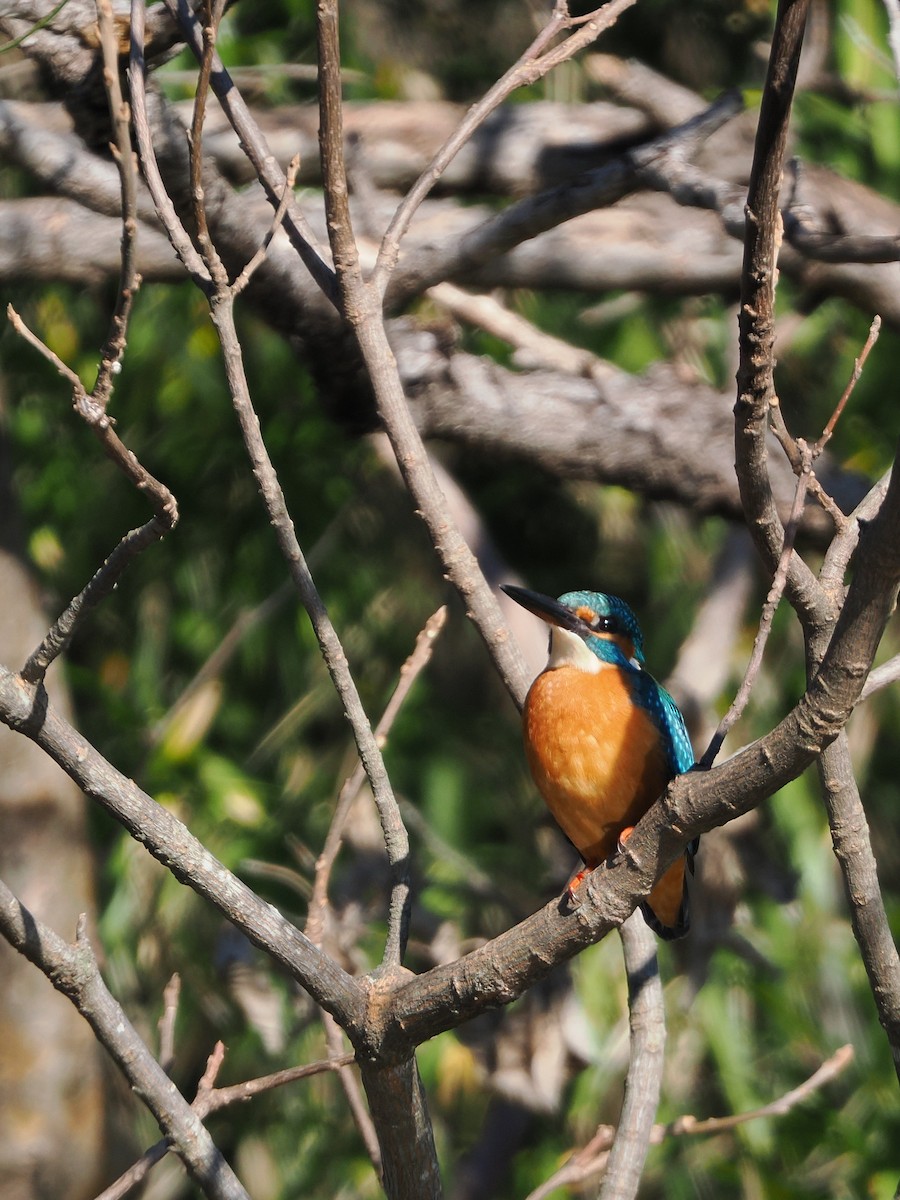 Рибалочка блакитний - ML646506575