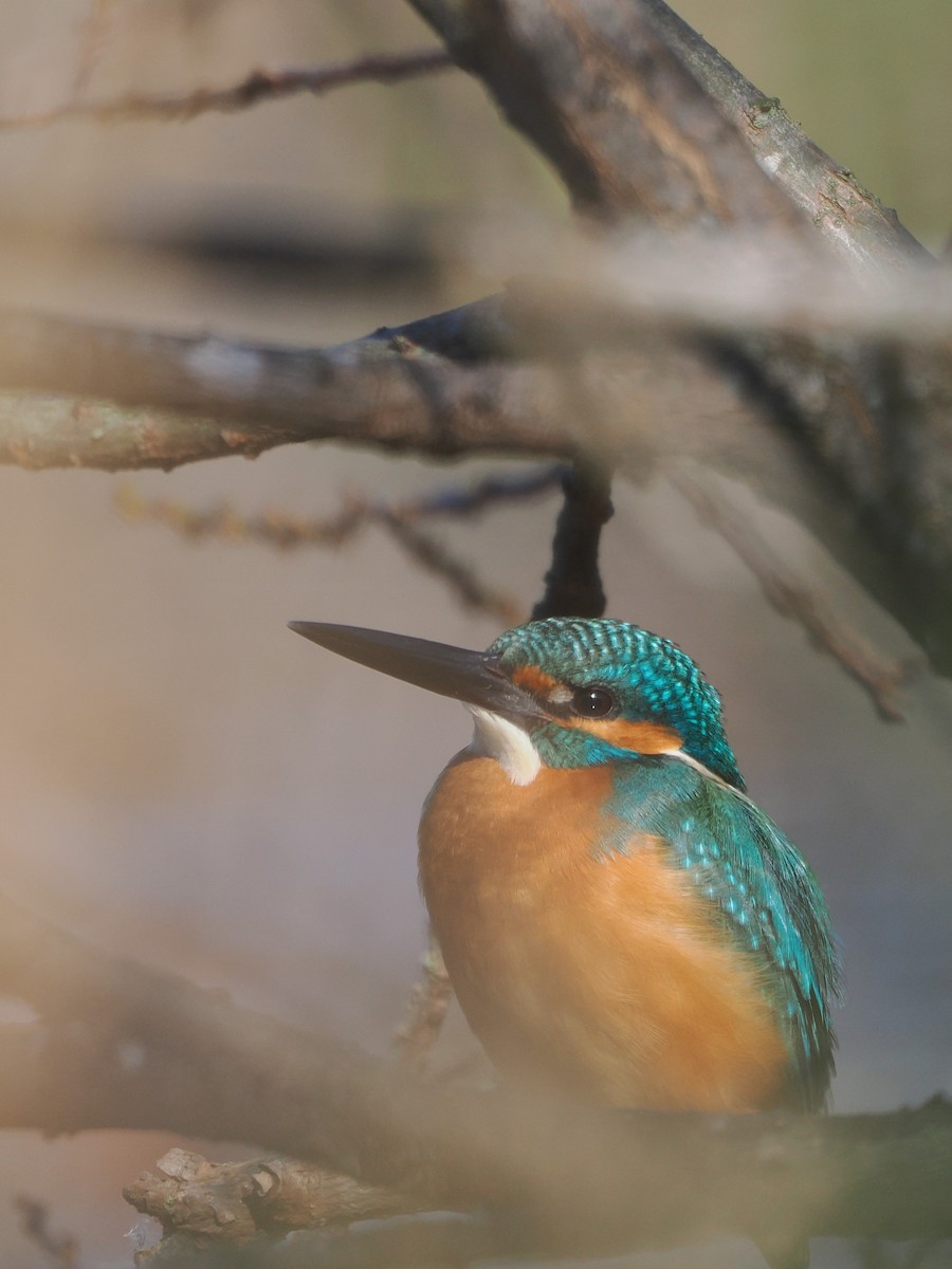 Рибалочка блакитний - ML646506576